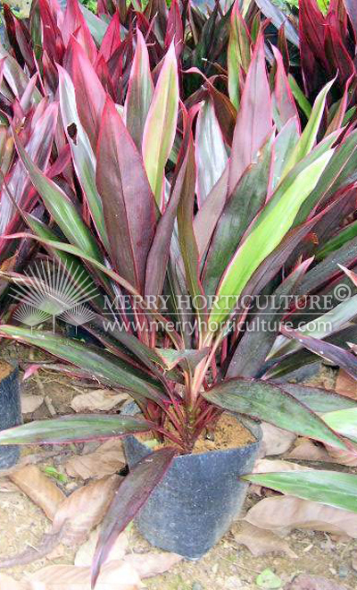 Cordyline terminalis